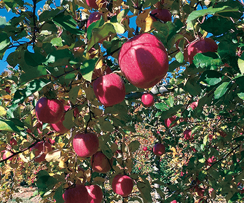 学べる磐梯山サポーターズ